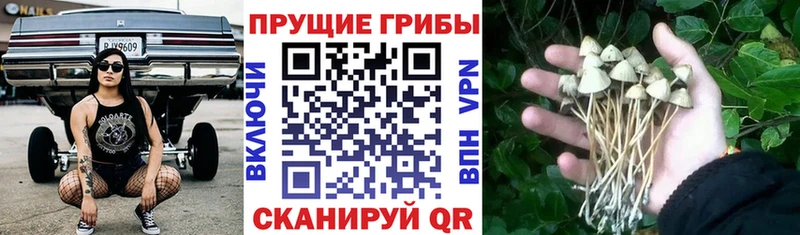Галлюциногенные грибы мицелий  Купить где  Кудрово 